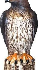 Bird-B-Gone RTH1 Hawk Decoy