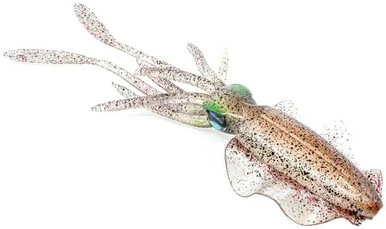 Chasebaits Monster Ultimate Squid - 11.8in - Market Squid 1 Chasebaits Monster Ultimate Squid - 11.8in - Market Squid