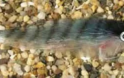 Enrico Puglisi Inshore/Offshore Mackerel Saltwater Fly