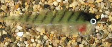 Enrico Puglisi Inshore/Offshore Tinker Mackerel Saltwater Fly 1 Enrico Puglisi Inshore/Offshore Tinker Mackerel Saltwater Fly