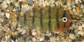 Enrico Puglisi Mangrove Baitfish Oscar Saltwater Fly 1 Enrico Puglisi Mangrove Baitfish Oscar Saltwater Fly