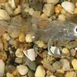 Enrico Puglisi Minnow Bay Anchovy Saltwater Fly