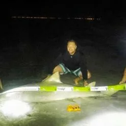 Land Shark Release Ruler -Marine Equipment & Accessories Sales Store land shark release ruler 11725.1651112068