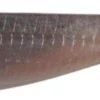 No Live Bait Needed (NLBN) Paddle Tail Swimbaits - 3