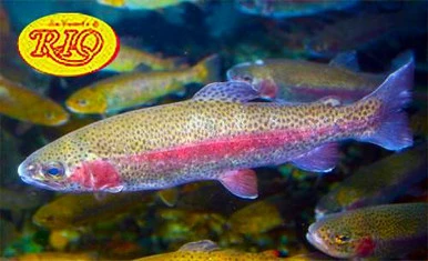 Rio Powerflex Trout Leader 1 Rio Powerflex Trout Leader