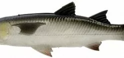 Savage Gear Pulse Tail Mullet LB Swimbait - 5in - White Mullet