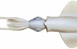 Savage Gear 3D Swim Squid LB - 5in - Green Eye