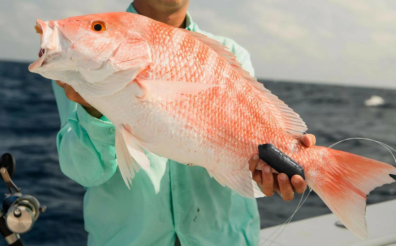 Sharkbanz Fishing Zeppelin 3 Sharkbanz Fishing Zeppelin - Image 3
