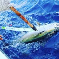 Yellowfin Tuna Release Ruler -Marine Equipment & Accessories Sales Store yellowfin tuna release ruler 70339.1651346588